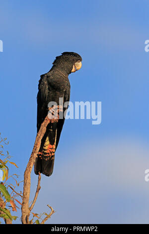 Red-tailed Black-Cockatoo in Far North Queensland Australien Stockfoto