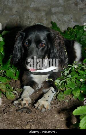 Sniffer hund Freya sitzen neben einem großen Crested newt (Triturus cristatus), die Sie in einem blumenbeet nach Einbruch der Dunkelheit auf einer Übung, Somerset, UK gefunden Stockfoto