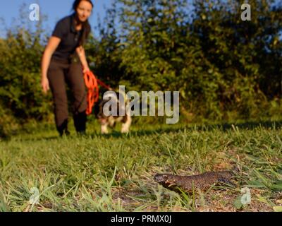 Nikki Glover von Wessex Water mit Sniffer hund Freya auf der Jagd nach einem großen Crested newt (Triturus cristatus) auf einer Wiese während einer Übung platziert Stockfoto