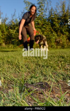 Nikki Glover von Wessex Water mit Sniffer hund Freya auf der Jagd nach einem großen Crested newt (Triturus cristatus) auf einer Wiese während einer Übung gelegt. Stockfoto