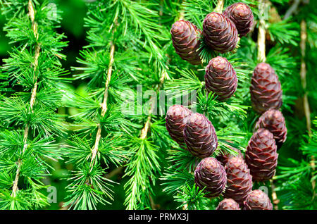 Europäische Lärche (Larix decidua) Kegel und Nadeln, Kent, England, Großbritannien Stockfoto