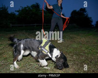 Sniffer hund Freya mit Nikki Glover von Wessex Water Jagd für Große crested Newt (Triturus cristatus) in einer Wiese nach Einbruch der Dunkelheit, Somerset, Großbritannien Stockfoto