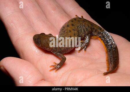 Great crested Newt (Triturus cristatus) Weibliche gefunden während einer nächtlichen Umfrage zu einem Tau Teich renoviert durch die Mendip Teiche Projekt, Somerset. Stockfoto