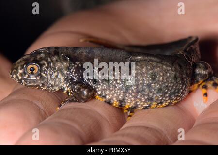 Great crested Newt (Triturus cristatus) Männliche gefunden während einer nächtlichen Umfrage zu einem Tau Teich durch die Mendip Teiche Projekt, Somerset, UK renoviert Stockfoto