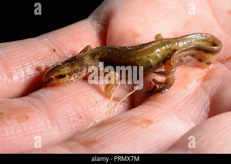 Palmate newt (Lissotriton helveticus) Männliche während einer nächtlichen Umfrage in einem Tau Teich renoviert durch die Mendip Teiche Projekt, in der Nähe von Cheddar, Somerset gefunden Stockfoto