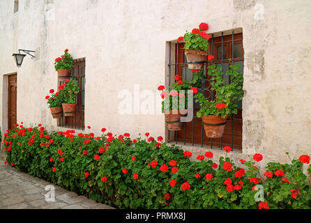 Die schmale Gasse voller rot blühenden Sträuchern und Pflanzer hängen an der alten Gebäude Fenster, Kloster von Santa Catalina, Arequipa, Peru Stockfoto