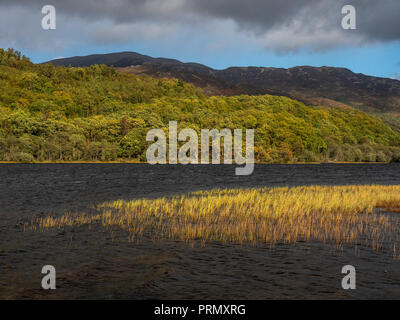 Stürmisches Wetter am Strand am Loch Achray auf einem herbstlichen Tag während der drei Seen in der Trossachs National Park in den schottischen Highlands Stockfoto