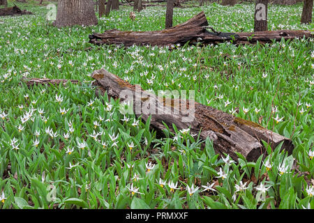 Eine Wiedergeburt der eine Kolonie von weißen Forelle Lilien übernimmt die verkohlten Stämme auf dem Waldboden. Stockfoto