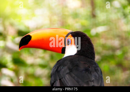 Portrait von Toucan Toco vogel Nahaufnahme zurück sitzen auf einem Ast des Baumes im Regenwald. Auch als die gemeinsame Toucan oder Toucan bekannt Stockfoto