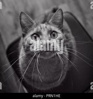 Cute tabby Katze schaut neugierig bis zu der Kamera. Schwarz-weiß-Porträt. Stockfoto