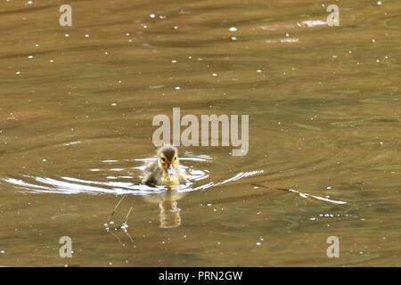 Kleine Enten am See isoliert Stockfoto