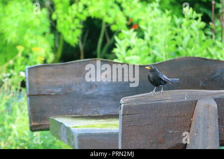 Amsel, Turdus merula isoliert Stockfoto