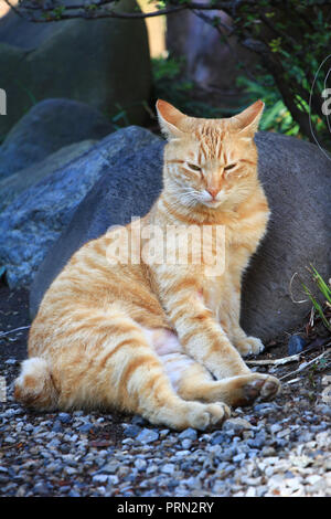 Bezirk Yanaka in Tokio, Japan, das für seine große Population von streunenden Katzen bekannt Stockfoto