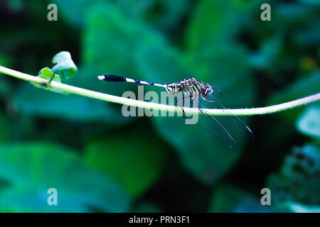 Gras Insekten red-eyed damselfly, sitzen auf den Grashalm vor grünem Hintergrund Stockfoto