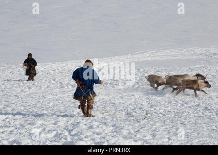 Nenzen Rentier mans Fänge Rentiere an einem sonnigen Wintertag Stockfoto