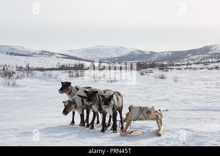 Mehrere Rentiere im Winter, Yamal, Russland Stockfoto