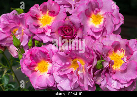 Bush blühende Rosen Nahaufnahme Stockfoto