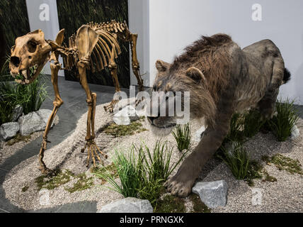 Wiesbaden, Hessen. Okt, 2018 04. Ein Skelett Wiederaufbau und eine vollständige Rekonstruktion des Höhlenlöwen aus dem Zentralen Hessen (ca. 36.000 Jahre alt) ist in der Ausstellung "Ice Age Safari' gefunden werden. Vom 7. Oktober 2018 bis 21. April 2019, im Museum Wiesbaden zeigt die Tier- und Pflanzenwelt und das Leben unserer Vorfahren 30.000 bis 15.000 Jahren. Credit: Andreas Arnold/dpa/Alamy leben Nachrichten Stockfoto