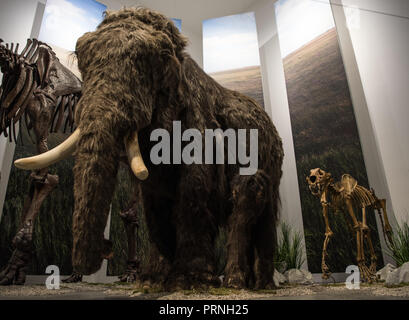 Wiesbaden, Hessen. Okt, 2018 04. Die vollständige Rekonstruktion der wolligen Haar Mammut mit Nachwuchs (vor etwa 20.000 Jahren lebte) ist in der Ausstellung "Ice Age Safari' gefunden werden. Vom 7. Oktober 2018 bis 21. April 2019, im Museum Wiesbaden zeigt die Tier- und Pflanzenwelt und das Leben unserer Vorfahren 30.000 bis 15.000 Jahren. Credit: Andreas Arnold/dpa/Alamy leben Nachrichten Stockfoto