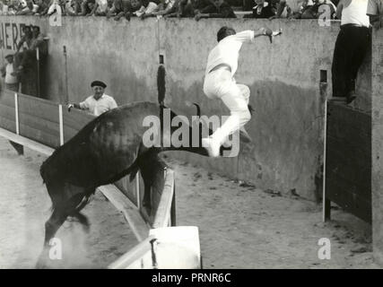 Wie ein wilder Stier mit springender Mann, 1950er Jahre Stockfoto