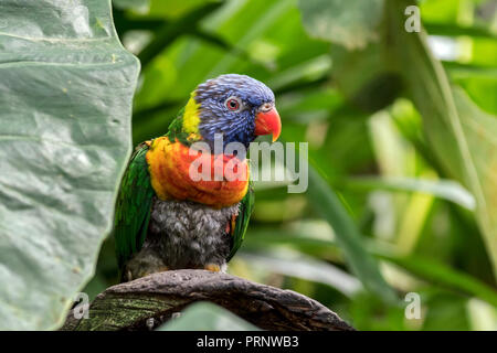 Rainbow lorikeet (trichoglossus Moluccanus) Art von Papagei in Australien Stockfoto