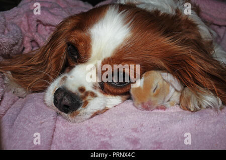 Hund und Baby Kaninchen zusammen. Tierische Freundschaft. Süße Tiere Haustiere. Stockfoto