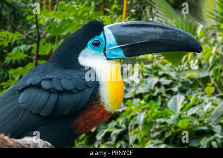 Channel-billed Toucan (Ramphastos vitellinus) Trinidad und tropisches Südamerika Stockfoto