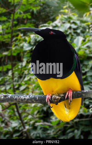 12 verdrahtete Bird-of-paradise (Seleucidis Melanoleucus) männlich im Baum gehockt, beheimatet in Neuguinea und Salawati Island, Indonesien Stockfoto