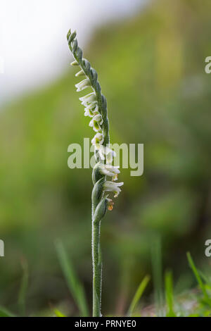 Der Herbst Lady - tresses (Spiranthes spiralis) Orchidee in Blume Stockfoto