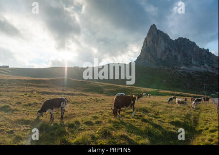 Kühe grasen vor der Passo di Giau, während der Magische Stunde, an einem Sommernachmittag. Stockfoto