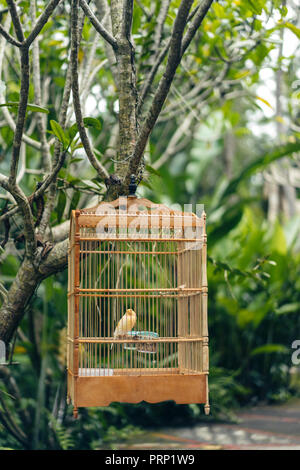 Nahaufnahme der kleine Vogel in hölzernen Käfig, hängen am Baum Stockfoto