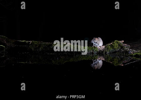 Zwei braune Ratten Rattus norvegicus, in einem Pool wider. Mithilfe eines Remote DSLR wildlife Kamera und Blitz fotografiert. Stockfoto