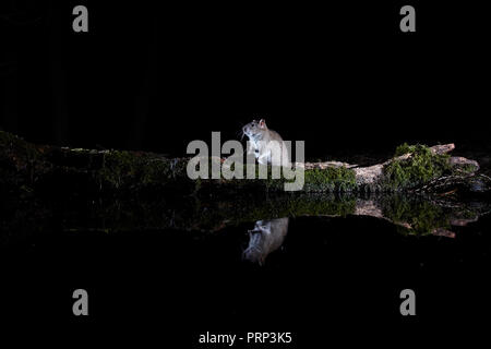 Zwei braune Ratten Rattus norvegicus, in einem Pool wider. Mit einer entfernten Wildlife DSLR-Kamera und Blitz fotografiert. Stockfoto