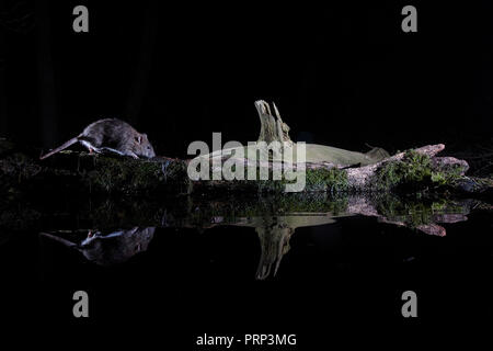 Zwei braune Ratten Rattus norvegicus, in einem Pool wider. Mithilfe eines Remote DSLR wildlife Kamera und Blitz fotografiert. Stockfoto