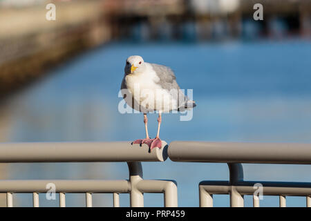 Western Möwe (Larus occidentalis) auf einem Handlauf thront. Stockfoto