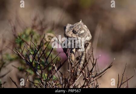 Eine mediterrane Chameleon (Chamaeleo chamaeleon) wandern mit Sonnenbaden auf einer mediterranen Thymian Strauch, garigue Vegetation, braun Camouflage, in Malta Stockfoto