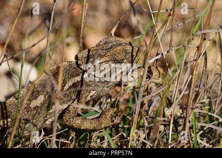 Eine mediterrane Chameleon (Chamaeleo chamaeleon) wandern mit Sonnenbaden auf einer mediterranen Thymian Strauch, garigue Vegetation, braun Camouflage, in Malta Stockfoto