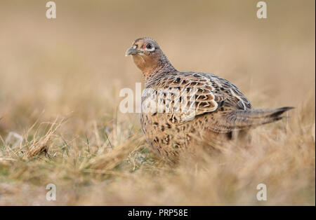Ringneck Fasan (Phasianus colchicus), Buchse Stockfoto