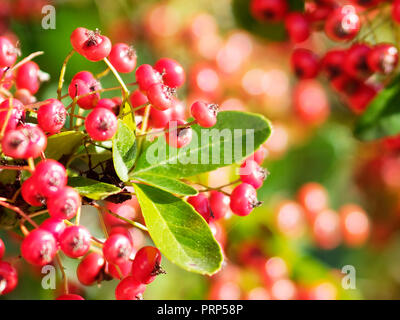 Red Pyracanths Beeren, Großbritannien Stockfoto