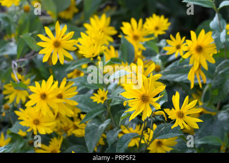 Büschel der gelben heliopsis Blumen Stockfoto