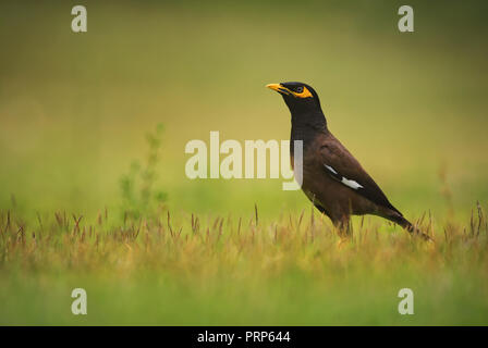 Gemeinsame Myna - Acridotheres tristis, gemeinsame sitzenden Vogels aus asiatischen Gärten und Wälder, Thailand. Stockfoto