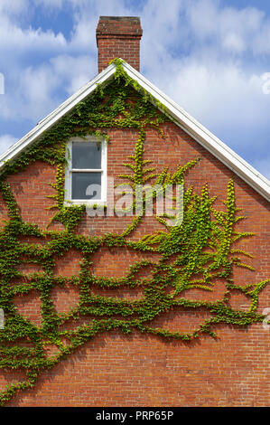 Grüne Efeu an der Seite von Red Brick House Stockfoto