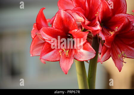 Ein Bündel von Charisma Amaryllis Blumen, von zwei stammt aus der gleichen Lampe. Weiße Blüten mit staubgefäßen. Garten, Dachterrasse, Malta Stockfoto