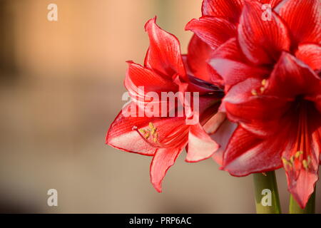 Ein Bündel von Charisma Amaryllis Blumen, von zwei stammt aus der gleichen Lampe. Weiße Blüten mit staubgefäßen. Garten, Dachterrasse, Malta Stockfoto