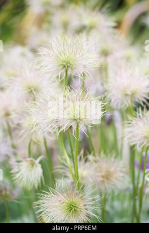 Clematis seedheads. Stockfoto