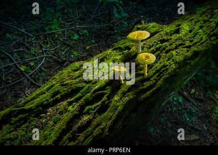 Drei Pilze auf Moosigen Log In Wald, Pennsylvania, USA Stockfoto