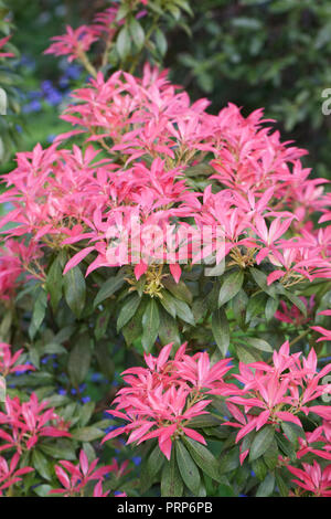 Pieris floribunda 'Forest Flame'. Stockfoto