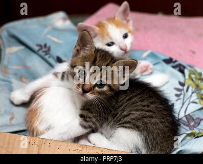 Zwei streunenden Kätzchen in einer Box, ist das Thema schöne Kitten auf der Straße Stockfoto
