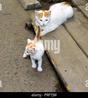 Rothaarige heimatlose Katze mit einem Kätzchen, das Thema der schönen Katzen auf der Straße Stockfoto