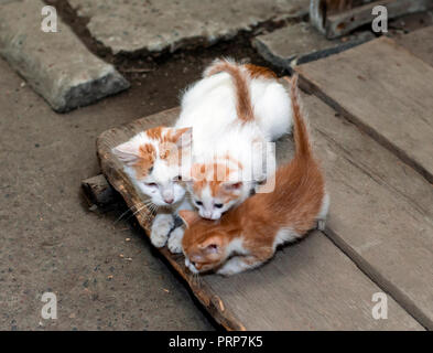 Rothaarige heimatlose Katze mit zwei Kätzchen, schöne Katzen Thema auf der Straße Stockfoto